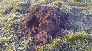 Mole hill